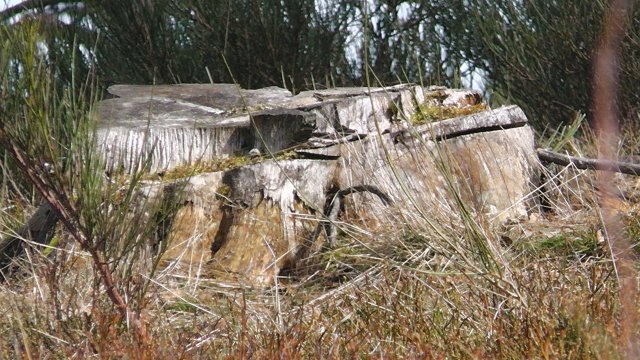 s1000068