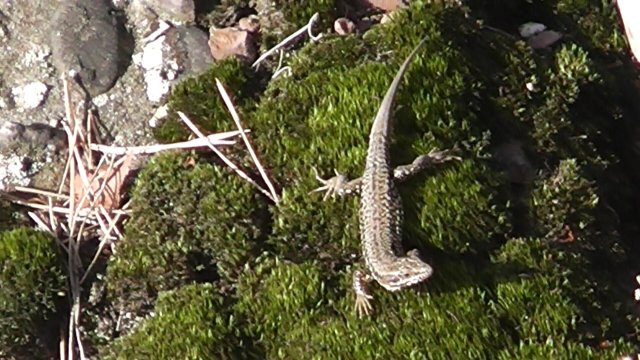 nideggen9