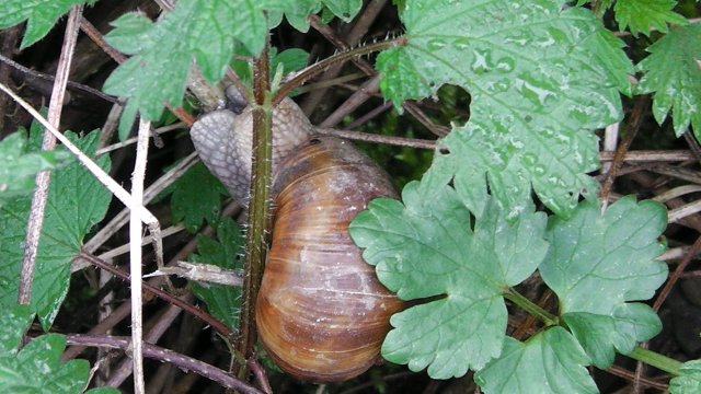 28-weinbergschnecke
