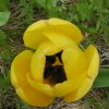 27-tulpe