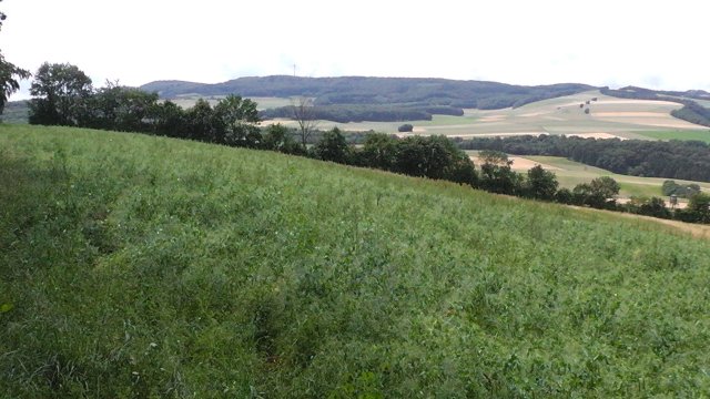 s1000035
